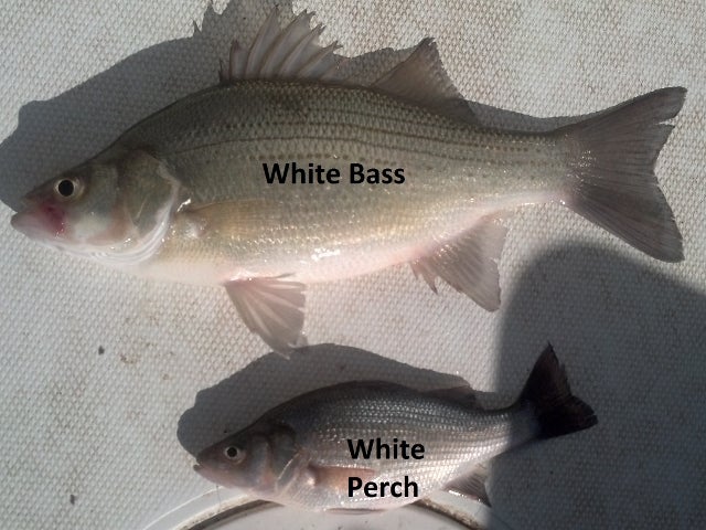 White Bass vs White Perch  Catfish Angler Forum at USCA