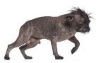 Mammal Vertebrate Carnivore Felidae Dog breed